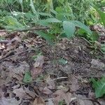 Polygonatum pubescens habit picture by Nate Konkel (cc-by-sa)