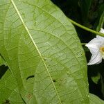 Lycianthes pauciflora leaf picture by Nelson Zamora Villalobos (cc-by-nc)