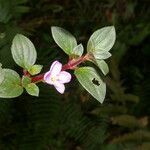 Pilocosta nubicola flower picture by Nelson Zamora Villalobos (cc-by-nc)