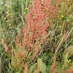 Rumex aquaticus flower picture by J VL (cc-by-sa)