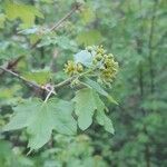 Acer monspessulanum flower picture by Ola Barczak (cc-by-sa)