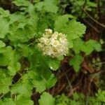 Physocarpus malvaceus flower picture by stevensmith2048 (cc-by-sa)