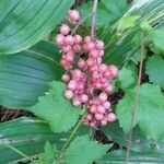 Maianthemum racemosum fruit picture by hierro peter (cc-by-sa)