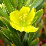 Hypericum lancioides flower picture by Fabien Anthelme (cc-by-sa)