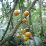 Picramnia ramiflora fruit picture by Renato Lima (cc-by-nc-sa)