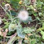 Sonchus asper fruit picture by fel sua (cc-by-sa)