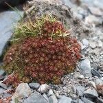 Saxifraga boussingaultii habit picture by Fabien Anthelme (cc-by-sa)