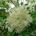 Fraxinus sieboldiana flower picture by Kenneth Parker (cc-by-sa)