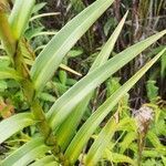 Arundina graminifolia leaf picture by Frederick Henderson (cc-by-sa)