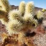 Cylindropuntia bigelovii leaf picture by M Michael (cc-by-sa)