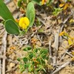 Coronilla repanda leaf picture by Steve Orridge (cc-by-sa)