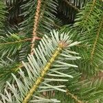 Abies alba leaf picture by fernandez saro juan manuel (cc-by-sa)