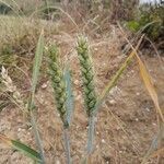 Triticum aestivum flower picture by Ingrid Gabrien (cc-by-sa)