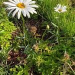 Leucanthemum maximum habit picture by Jacques Zuber (cc-by-sa)