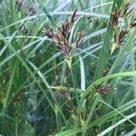 Cyperus longus leaf picture by Hans van Lieshout (cc-by-sa)