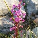 Orchis quadripunctata flower picture by Leonardos Leonardos (cc-by-sa)