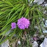 Iberis umbellata flower picture by tonante matteo (cc-by-sa)