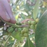 Myoporum tenuifolium fruit picture by indi e iñigo =) (cc-by-sa)