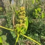 Aesculus hippocastanum flower picture by Emma Franklin (cc-by-sa)