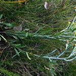 Helichrysum arenarium habit picture by Andrzej Konstantynowicz (cc-by-sa)