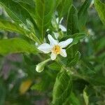 Solanum pseudocapsicum flower picture by Lucie Castel (cc-by-sa)