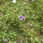 Ruellia tuberosa habit picture by richard gautier (cc-by-sa)