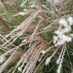 Miscanthus sinensis flower picture by doveyli (cc-by-sa)