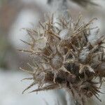 Potentilla caulescens fruit picture by Llandrich anna (cc-by-sa)