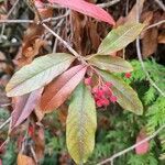 Cotoneaster frigidus habit picture by Caw Vus (cc-by-sa)