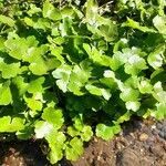 Hydrocotyle ranunculoides habit picture by Trap Hers (cc-by-sa)