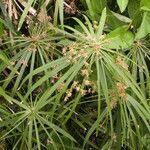 Cyperus alternifolius fruit picture by Alain Lagrave (cc-by-sa)