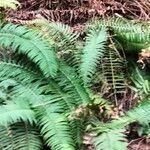 Polystichum munitum habit picture by Maarten Vanhove (cc-by-sa)