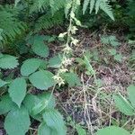 Epipactis leptochila habit picture by Frank Leman (cc-by-sa)