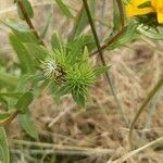 Grindelia integrifolia fruit picture by Ackerley Tng (cc-by-sa)