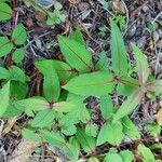 Fuchsia magellanica leaf picture by Boy Portuguese (cc-by-sa)