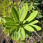 Xanthostemon aurantiacus leaf picture by nicoplant (cc-by-sa)