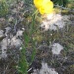 Oenothera stricta habit picture by Bernard Fabier (cc-by-sa)