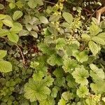 Tellima grandiflora habit picture by Rory O'Conor (cc-by-sa)