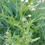 Erigeron strigosus habit picture by Natacha Ouellet (cc-by-sa)