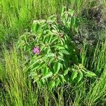 Rhynchanthera grandiflora habit picture by Denis Bastianelli (cc-by-sa)