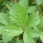 Rubus adscitus leaf picture by Manon Bounous (cc-by-sa)