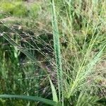 Eragrostis spectabilis leaf picture by Matthias Foellmer (cc-by-sa)