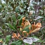 Lyonia ferruginea flower picture by William Wattles (cc-by-sa)