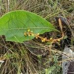 Byrsonima verbascifolia leaf picture by Denis Bastianelli (cc-by-sa)