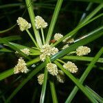 Cyperus luzulae leaf picture by Nelson Zamora Villalobos (cc-by-nc)