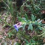 Glandora prostrata flower picture by Antoine Henry (cc-by-sa)