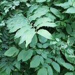 Polygonatum multiflorum habit picture by Eva Set (cc-by-sa)