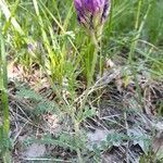 Astragalus hypoglottis habit picture by Emmanuel Cosson (cc-by-sa)