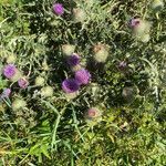 Cirsium eriophorum habit picture by Francois Mansour (cc-by-sa)