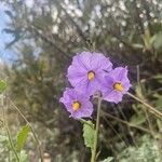 Solanum umbelliferum flower picture by sophie v (cc-by-sa)